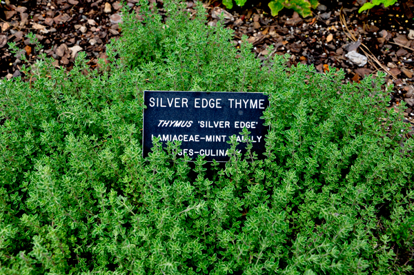 Silver Edge Thyme